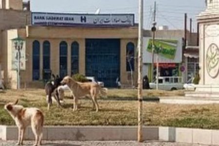 قصه ناتمام حمله سگ‌های ولگرد به مردم در رفسنجان/افزایش آمار حیوان‌گزیدگی در شهرستان