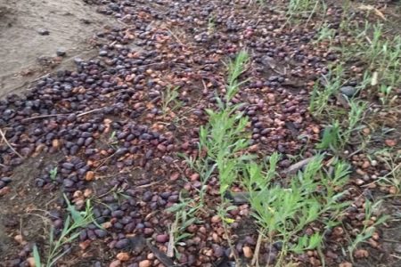 خسارت باران به باغات شهرستان فاریاب