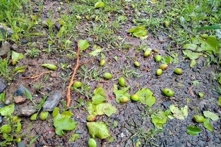بارش باران و طوفان به باغات شهرستان فاریاب خسارت وارد کرد