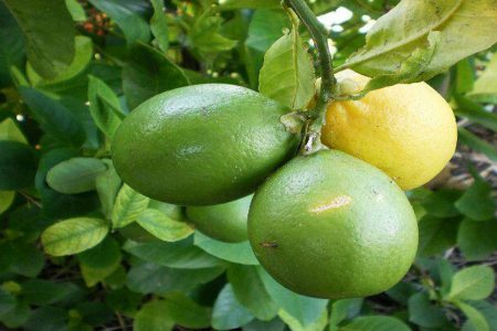 برداشت لیمو ترش در شهرستان منوجان