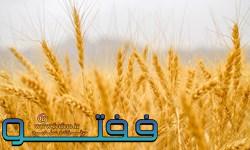 تأمین ۵ هزار تن بذر گندم برای کشت پاییز کشاورزان کرمانی