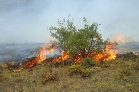 ۱۰ هکتار منابع طبیعی و ۶۰ نخل عنبرآباد در آتش سوخت