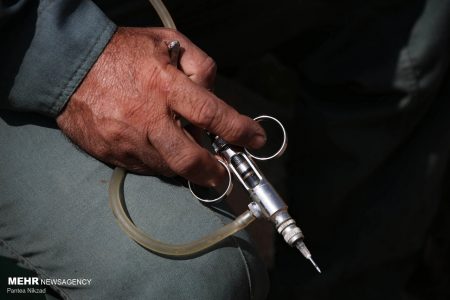 ۳ میلیون رأس دام کرمان علیه طاعون نشخوارکنندگان کوچک واکسینه شدند
