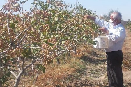 برداشت ۳ هزار تن پسته خشک از باغات پسته شهرستان شهربابک