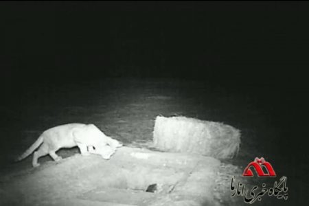 مشاهده یک گربه شنی(گونه در حال انقراض ) در دشت رحمت آباد شهرستان انار