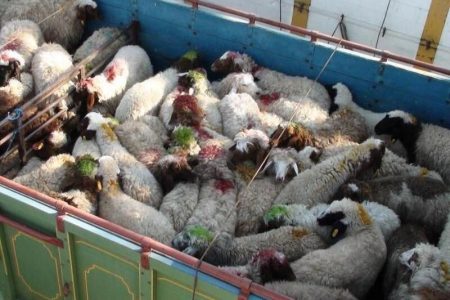 کامیون حامل ۱۱۶ راس گوسفند فاقد مجوز در راور توقیف شد