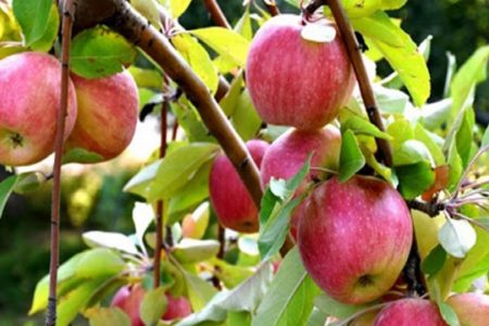 افزایش تولید محصول سیب درختی در کرمان