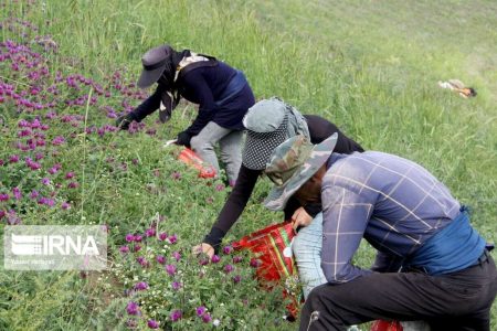 استاندار: مطالعات کشت گیاهان دارویی در کرمان انجام می‌شود