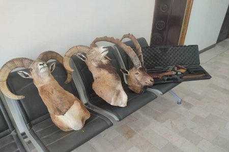 شکارچیان متخلف در کرمان دستگیر شدند