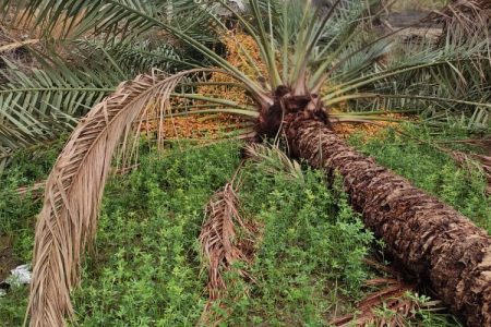 خسارت طوفان به باغ ها و مزارع کشاورزان شهرستان منوجان