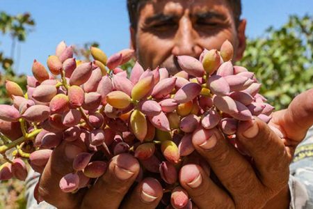 برداشت پسته ایران در هر هکتار یک نهم دنیاست/ کارگاههای فرآوری و گذر از کشاورزی سنتی راه نجات طلای سبز