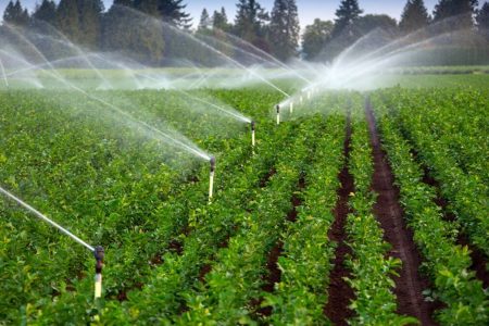 رییس سازمان مدیریت بحران: بهره وری آب بخش کشاورزی تنها ۳۵ درصد است