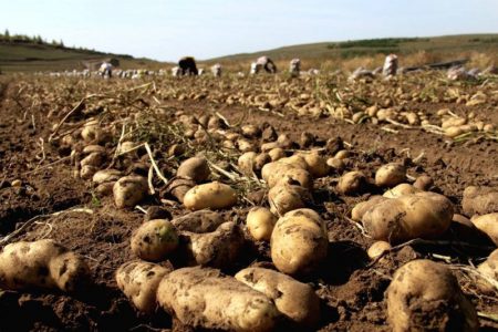 ۴ هزار هکتار به کشت سیب‌زمینی طرح استمرار در جنوب کرمان اختصاص یافت