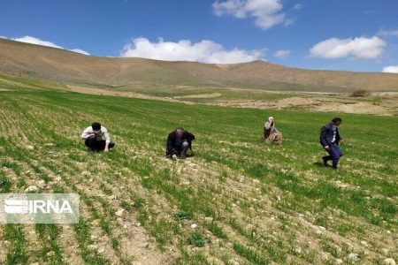 وزیر جهاد کشاورزی: تسهیلات کشاورزان جنوب کرمان استمهال می شود