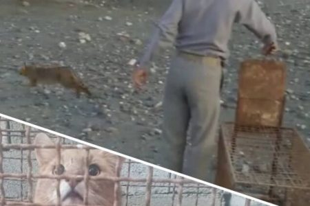 گربه جنگلی کمیاب در جنوب کرمان رهاسازی شد