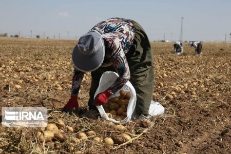 فیلم/برداشت سیب‌زمینی در جنوب کرمان و گلایه همیشگی کشاورزان