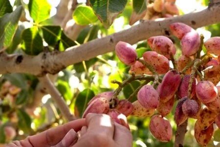خرده مالکی یکی از مهمترین مشکلات پسته کاران در بیش از ۷۰ درصد از باغات استان کرمان