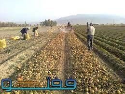 آغاز برداشت سیب زمینی طرح استمرار در جنوب کرمان