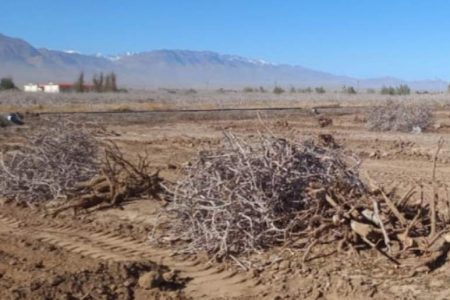 عامل قلع و قمع درختان مثمر در راور بازداشت و تحت تعقیب قرار گرفت