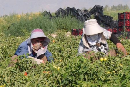 هفت نمونه کشاورزی برتر ملی کرمانی هستند