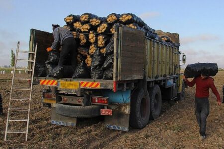 بارگیری روزانه بیش از هزار کامیون حامل محصولات کشاورزی در جنوب کرمان