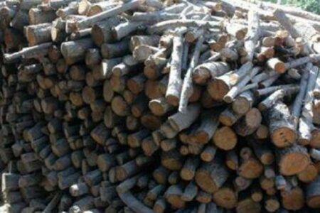کشف ۴۰ تن چوب قاچاق در رفسنجان