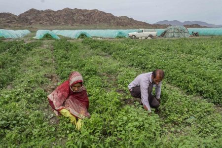 ۲۰۰ میلیارد تومان طرح اشتغالزایی با اولویت مناطق محروم کرمان