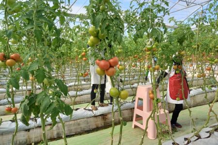 افتتاح ۳۶ میلیارد تومان پروژه کشاورزی و خدماتی در ارزوئیه 