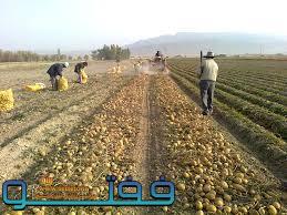 برداشت سیب زمینی طرح استمرار در عنبرآباد