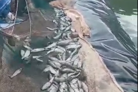 برداشت ۱۲۰ تن ماهی در زرند