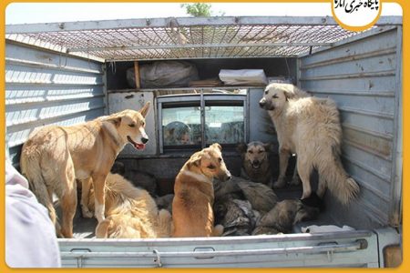 فرماندار انار: پیگرد قانونی با عاملین انتقال سگ های ولگرد از شهرهای همجوار