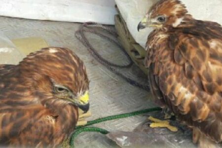 درمان و رهاسازی دو بهله پرنده وحشی در روز جهانی حیات وحش