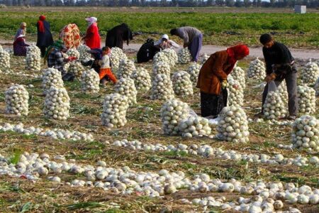 کاشت ۶ هزار هکتار پیاز برای سال زراعی آینده در جنوب کرمان