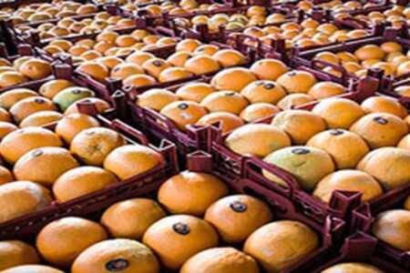 مردم نگران کمبود میوه تنظیم بازار عید نباشند