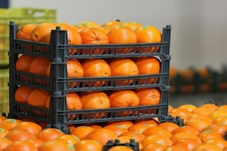 توزیع بیش از ۱۰۰۰ تن میوه تنظیم بازار در کرمان