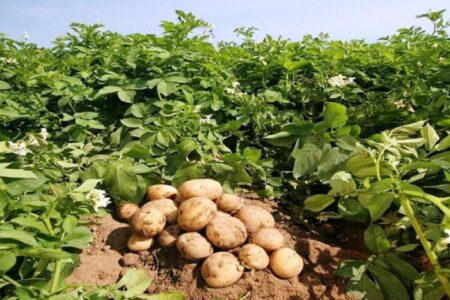 اختصاص ۵۰۰ هکتار از مزارع بردسیر به کشت سیب زمینی