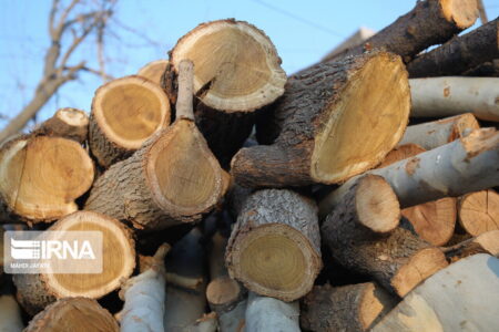 ۵۰ تن چوب قاچاق در جنوب کرمان کشف شد