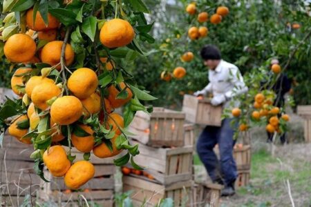 نماینده مجلس: تغییر فرآیند تامین میوه در کشور کلید خورد/خرید از باغدار اجرایی می‌شود