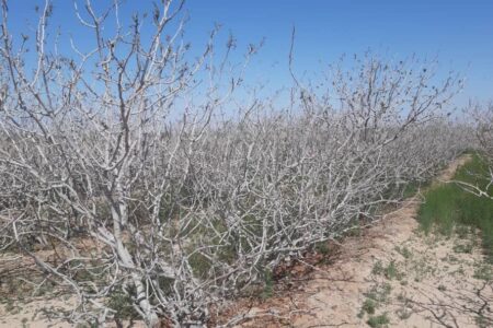 راه‌های پیشگیری از سرمازدگی درختان در فصل بهار