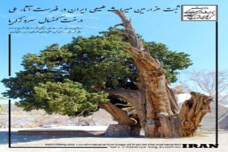 ثبت ملی درخت «سرو ذکریا» در ارزوئیه