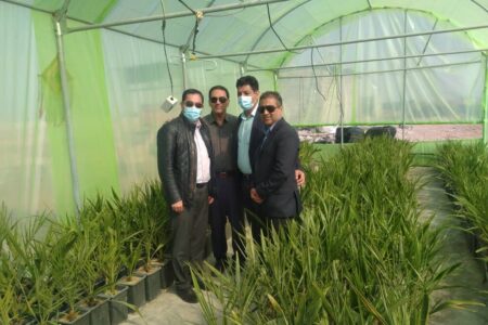 ترویج و توسعه نخلستان‌های تجاری در جنوب کرمان