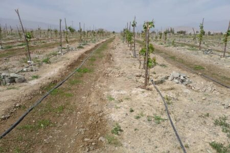 ۱۰ هکتار باغ انگور در جنوب کرمان در فصل جاری احداث شد