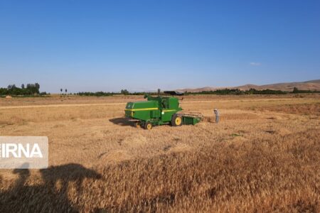 کاشت گندم در جنوب کرمان ۱۰ درصد افزایش یافت