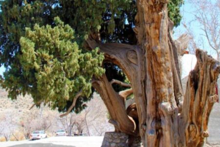 ثبت درخت کهنسال سرو زکریا در فهرست آثار ملی میراث طبیعی ارزوئیه