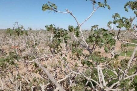 ۴۰ هزار هکتار از باغ های پسته رفسنجان دچار سرمازدگی شد/بیشترین‌ آسیب سرمازدگی در بخش فردوس 