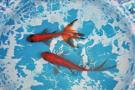 سفر ماهی های قرمز دراعماق آب های تاریخی