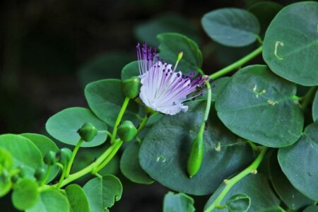 معجزه گیاه داروئی «دک» در شهرستان ارزوئیه برای درمان آسم