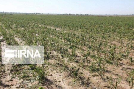 نماینده مجلس: جبران خسارت کشاورزان در جنوب کرمان تسریع می‌شود