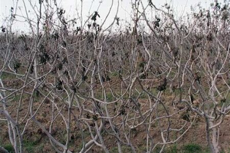 سرما به ۲۵۰ هکتار باغ پسته موقوفه هلال احمر رفسنجان خسارت وارد کرد