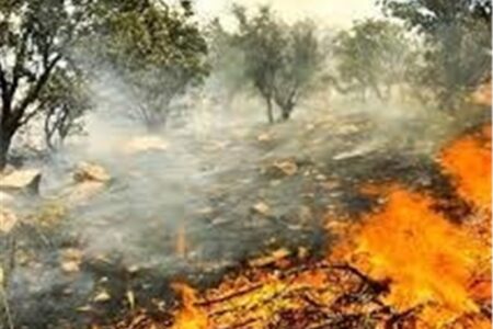 آتش سوزی در زمین های باغی و زراعی بخش شهداد